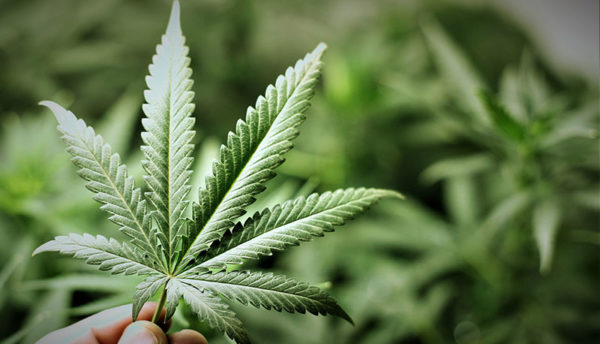 cannabis-foglia