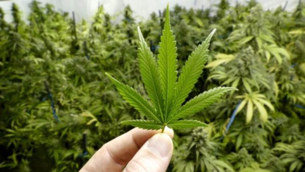 Farmacia 3.0 – la cannabis light non è sicura