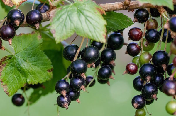 ribes-nero-proprietà