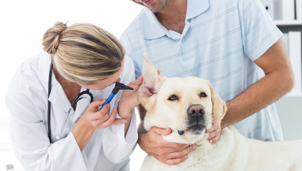 veterinario