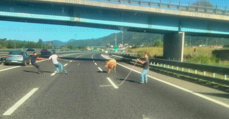 mucca a2 pontecagnano fb