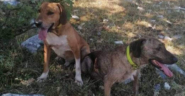 cani rubati fb