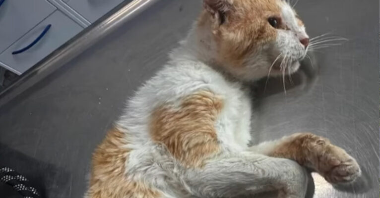 gatto ferito vallo della lucania fb