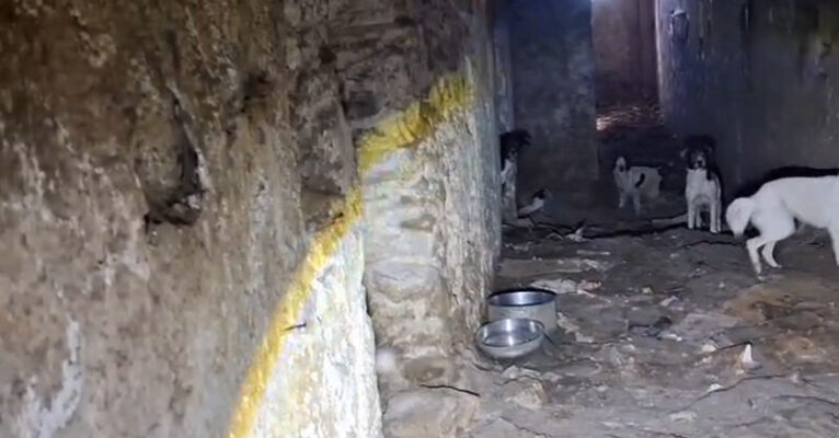 cani-capaccio-FB-24092026