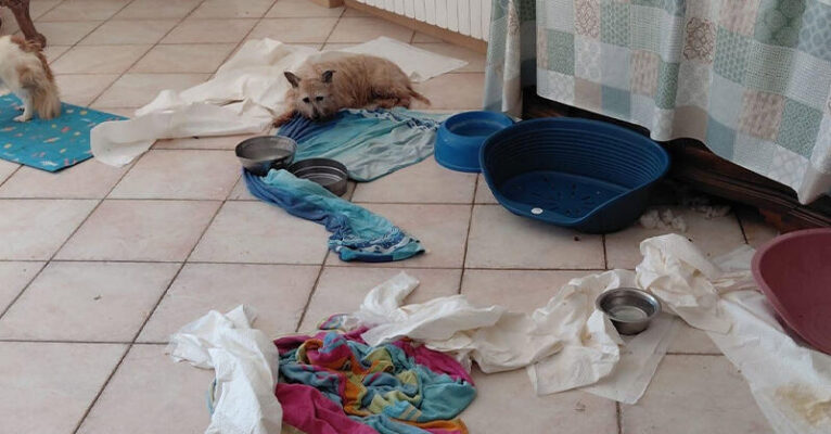 SEQUESTRO CANI SALERNO 2 OTTOBRE 2026 FB OK